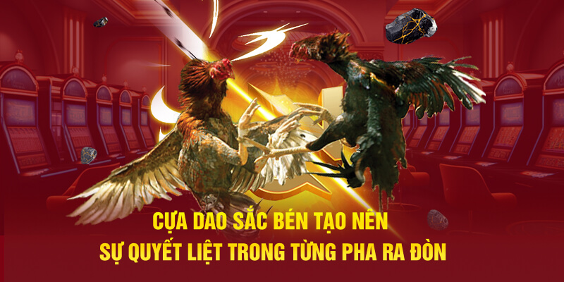 Cựa dao sắc bén tạo nên sự quyết liệt trong từng pha ra đòn